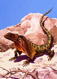 Frilled Lizard (Original)