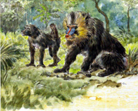 The Mandrill (Original)