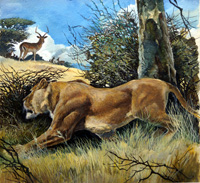 Law of the Wild (Original)