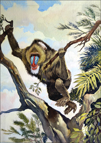 Mandrill (Original)