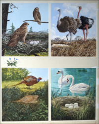 All Sorts of Birds and their Nests - 3 (Original)