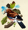 The Common Jay (Original)