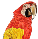 Illustration Art introduction