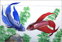 Siamese Fighting Fish (Original)