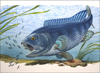 Mouth Brooder (Original)