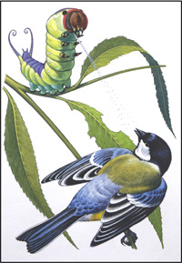 Puss Moth Caterpillar (Original)