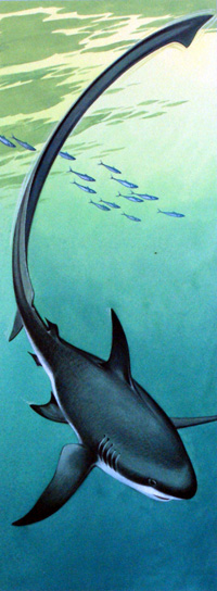 Thresher Shark (Original)