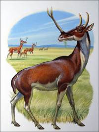 Synthetoceras (Original)