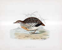 Andalusian Quail - hand coloured lithograph 1891 (Print)