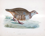 Barbary Partridge - hand coloured lithograph 1891