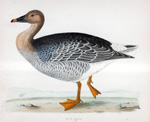 Bean Goose - hand coloured lithograph 1891