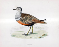 Dotterel - hand coloured lithograph 1891 (Print)