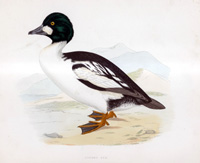 Golden Eye - hand coloured lithograph 1891 (Print)