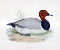 Pochard - hand coloured lithograph 1891 (Print)