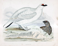 Ptarmigan - hand coloured lithograph 1891 (Print)