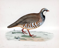 Red Legged Partridge - hand coloured lithograph 1891 (Print)