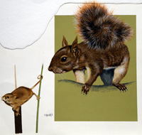 Red Squirrel (Original) (Signed)