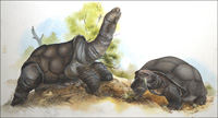 Galpagos Tortoises (Original)