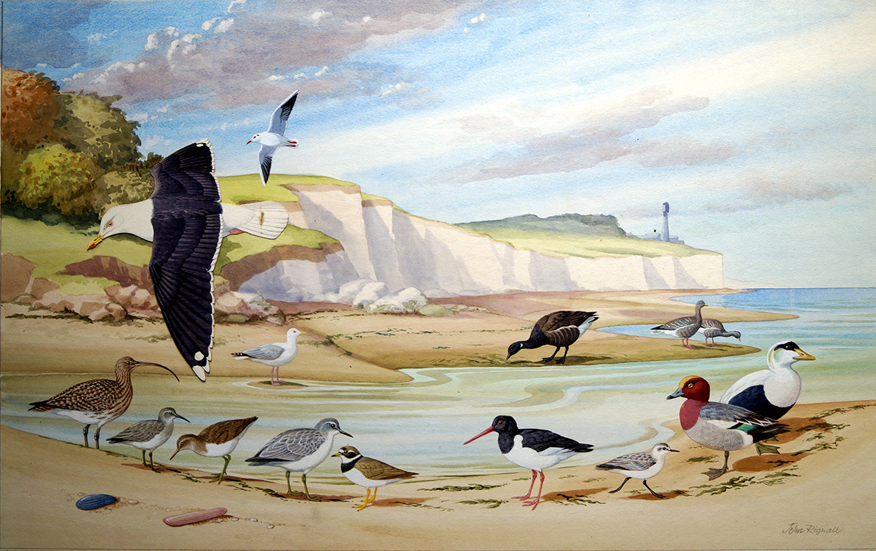 Birds to spot on the Sea Shore (Original) (Signed) art by John Rignall at The Illustration Art Gallery