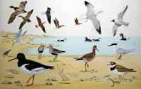 Shore Birds (Original)